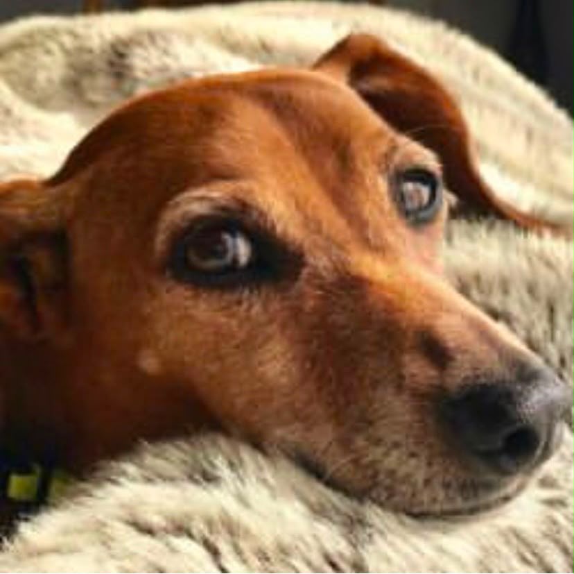 Lucinda - Live-In House & Pet Sitting