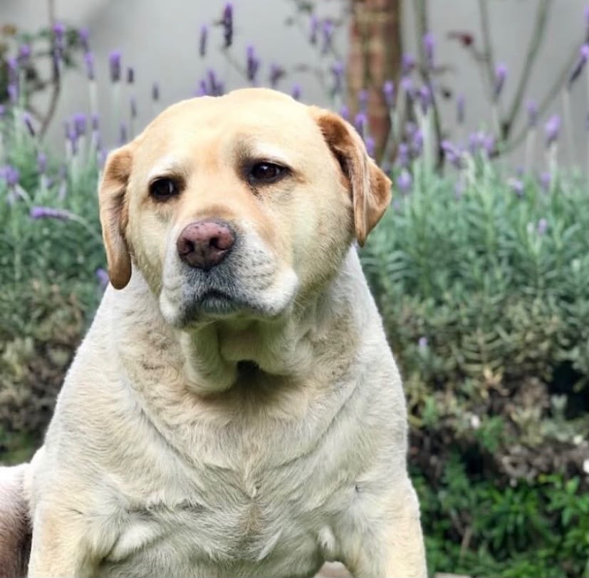 Lucinda - Live-In House & Pet Sitting