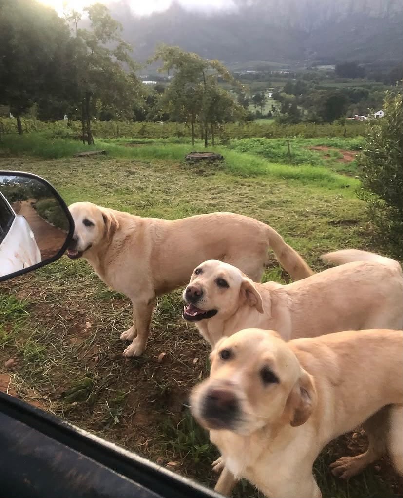 Lucinda - Live-In House & Pet Sitting