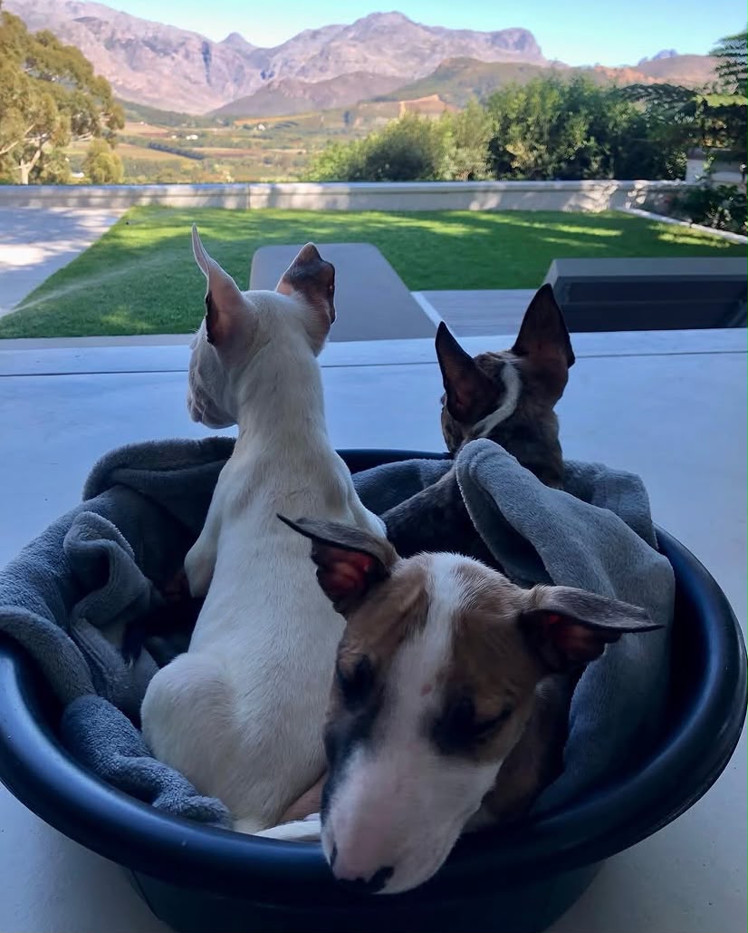 Lucinda - Live-In House & Pet Sitting